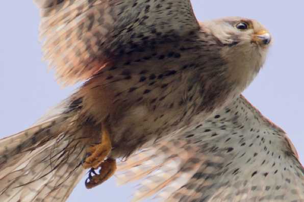 20 June 2020 - 12-47-36

-------------------------------
Kestrel hovering and hunting over Dartmouth